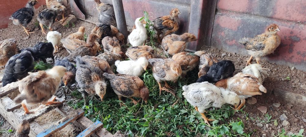 Продам цыплят домашних