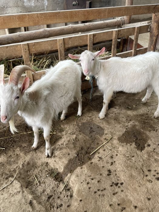 Теке ешкі Голландский