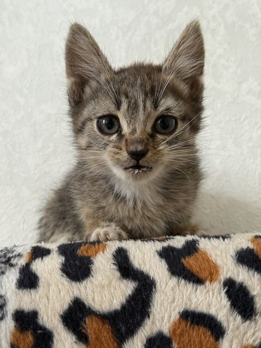 Отдам котят бесплатно в добрые руки