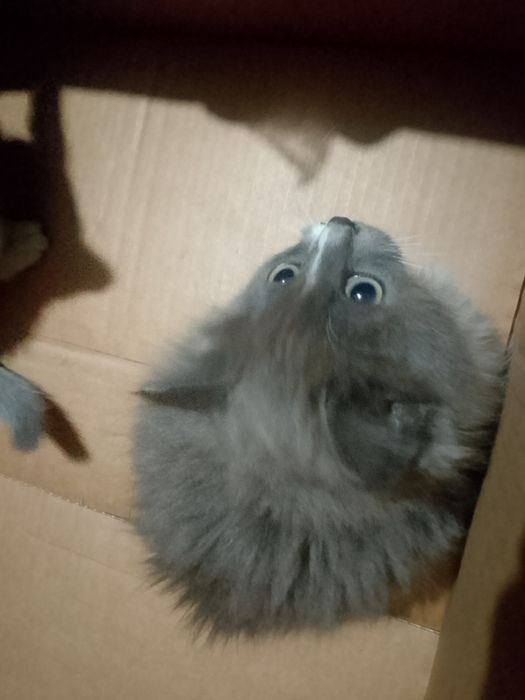 Отдам котят в добрые руки