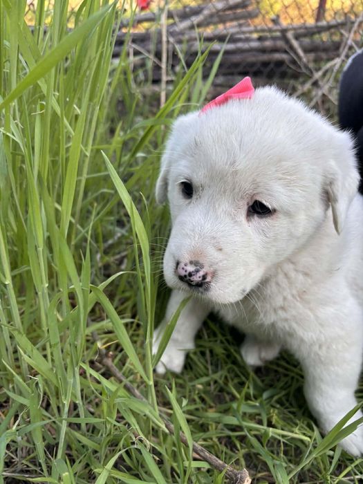 Малки кученца си търсят дом
