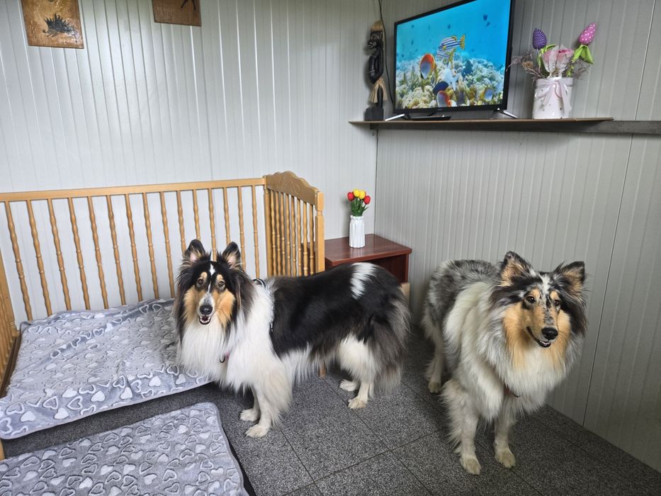 Хотел за домашни любимци Варна  Pet Hotel Зоо хотел