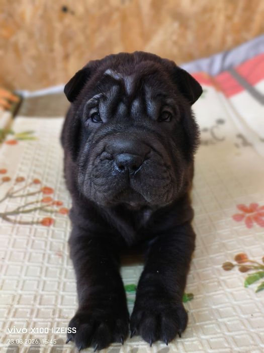 Шикарные щенки шарпея.