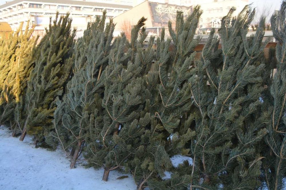 Сосны ,ели, пихты