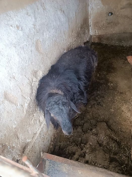 BoqilganQoʻchqor sotiladi 3 bosh