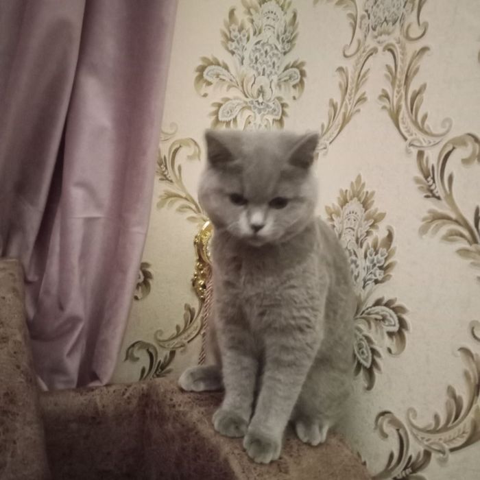 Срочно продам кошка