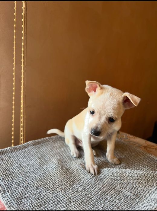 Мъжки мини пинчер