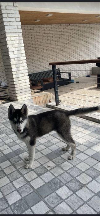 haski sotiladi toza zotli 6oylik pasporti bor erkak