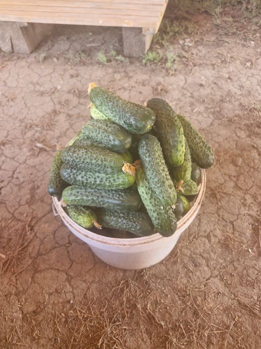 Продам огурцы  с поля