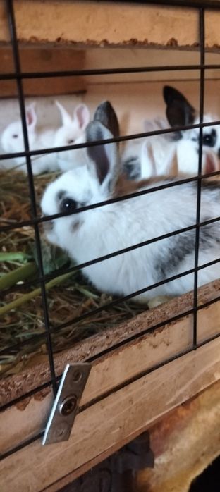 De vânzare iepurași