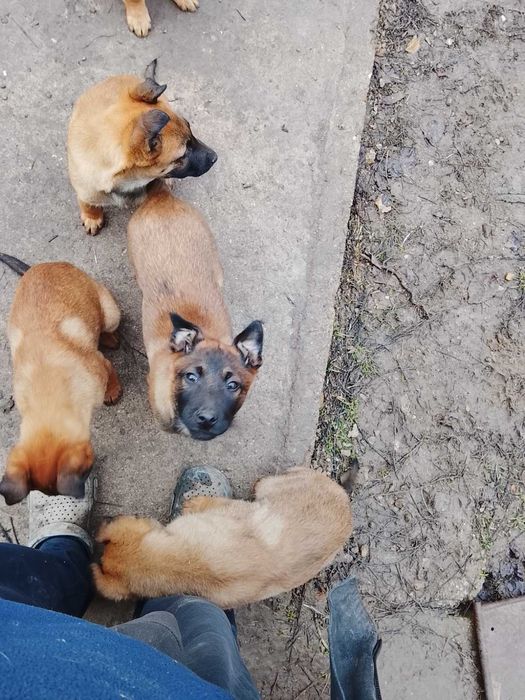 Малки белгийски овчарки