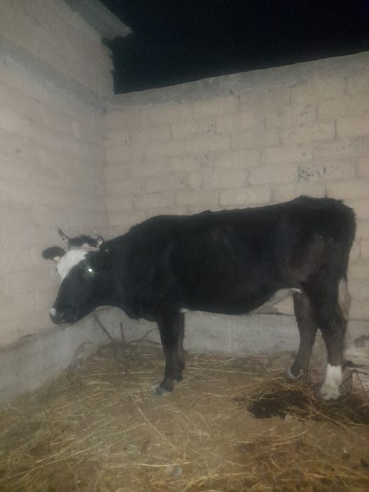 Буаз сиыр.Жуас мал