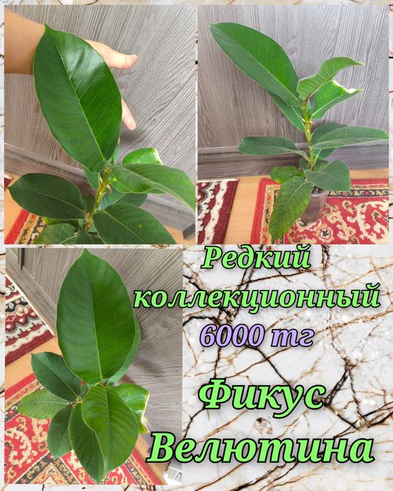 Филодендроны, фикусы