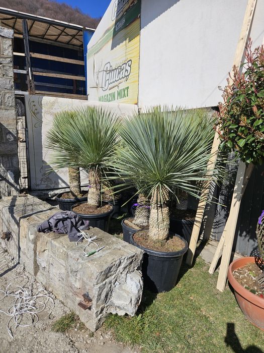 Laur bună photinia bonzai spirale yuca photinia