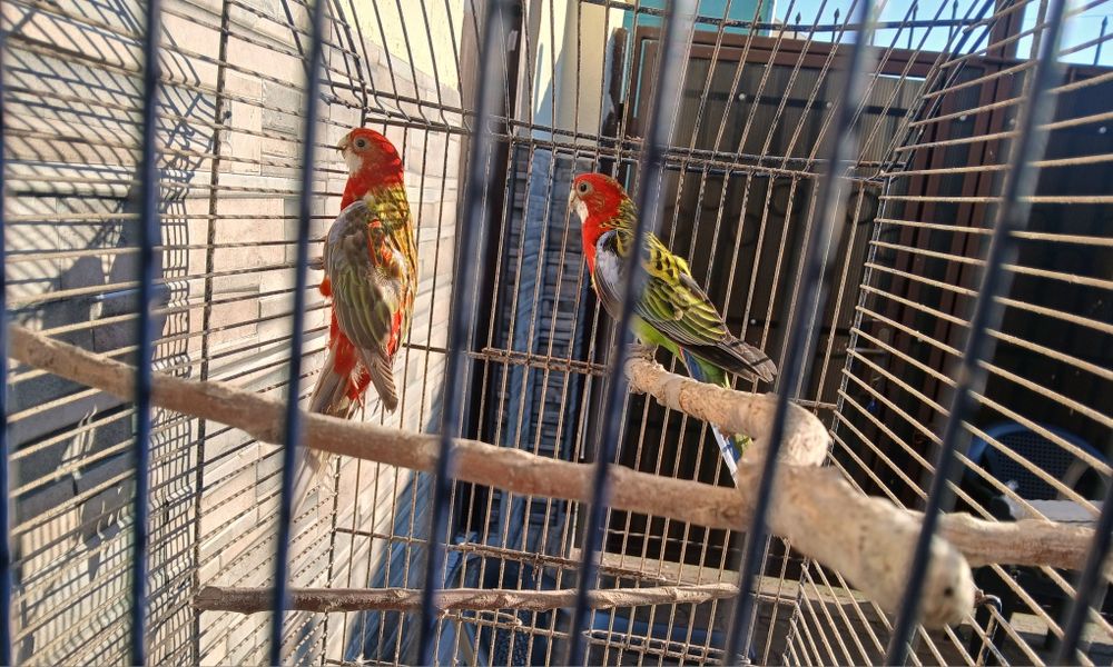 Papagali Alexandru, Baraband, Rozella, Lori