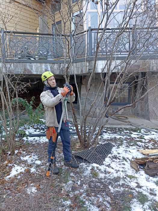 Обрезка плодовых деревьев