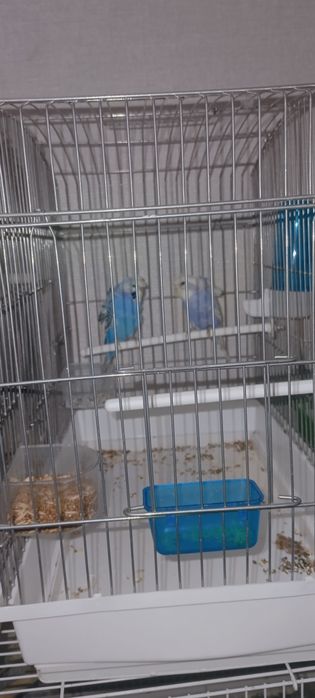 Papugay bor qush olaman dib yurganla boʻsa aron narxda bervoraman 8 ta