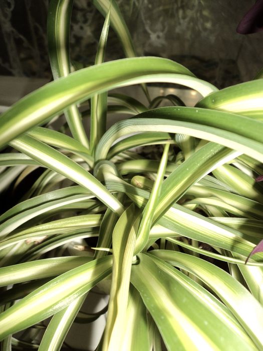 Фотоаппарат SONY DSC-W310