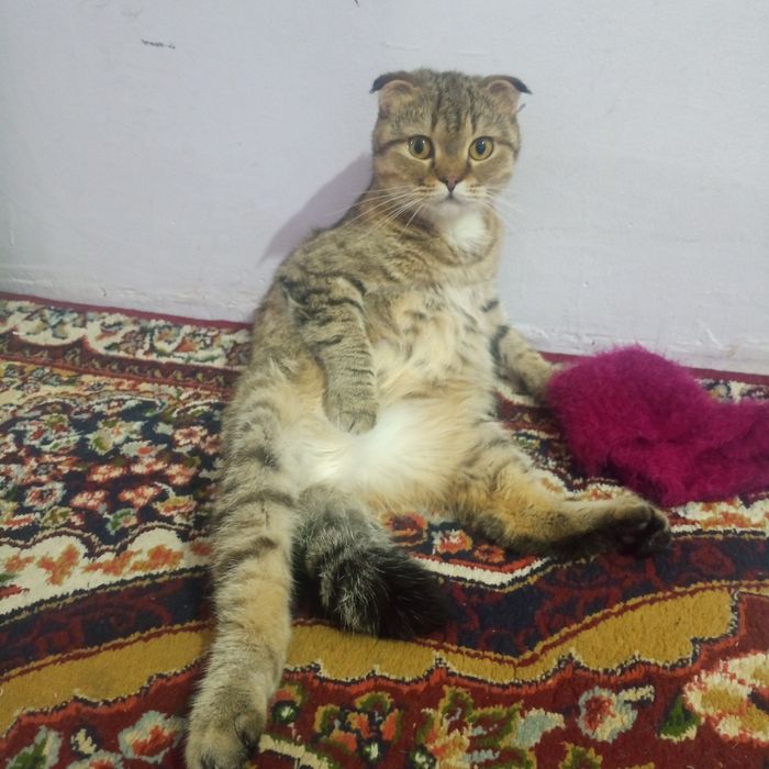 Мушукчала 1 ойлик