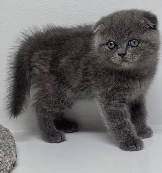 висЛоуХие КотЯта