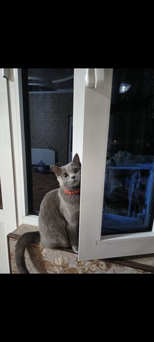 Кошка паслушни биритански