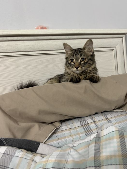 Котенок 3 месяца