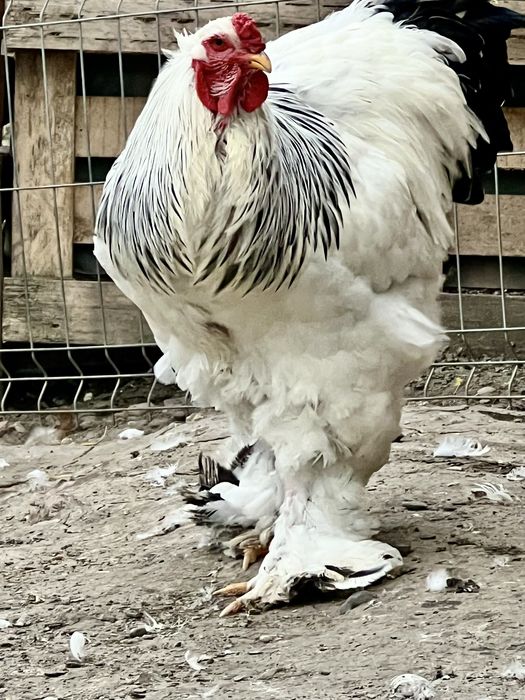 Brahma herminat deschis