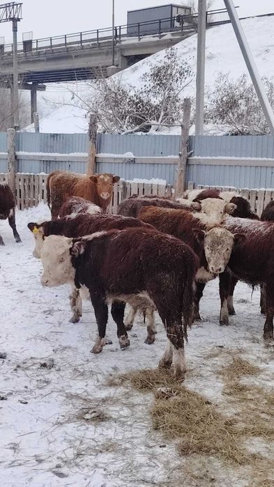 Продам тилята и толочки