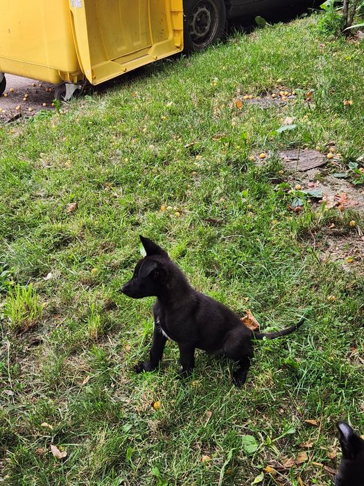 Mascul ciobanesc belgian Malinois
