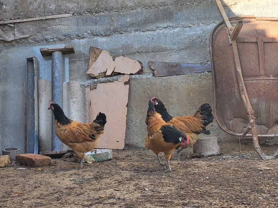 Куры породы  форверк