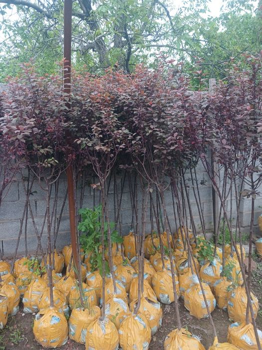 Слива писсарди оптом