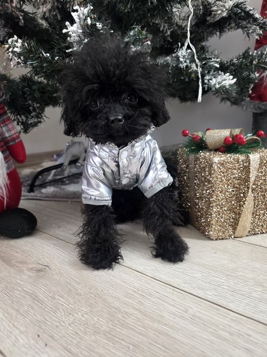 Пудел момче 8 месеца  19см