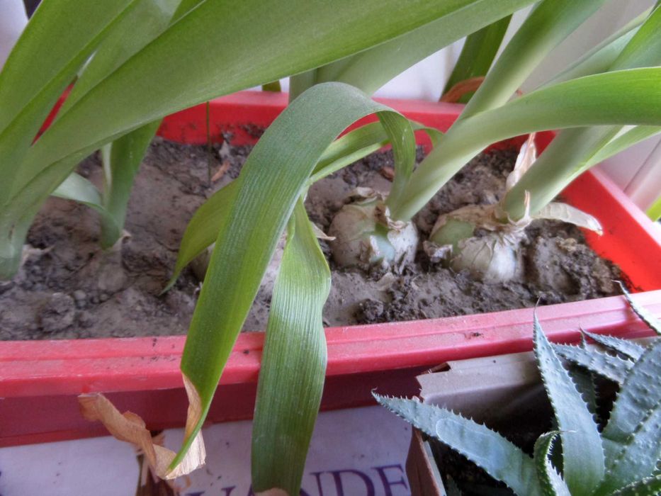 Индийский лук ( Птицемлечник )