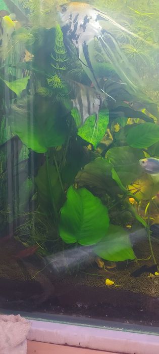 Растения. Рыбки аквариумные