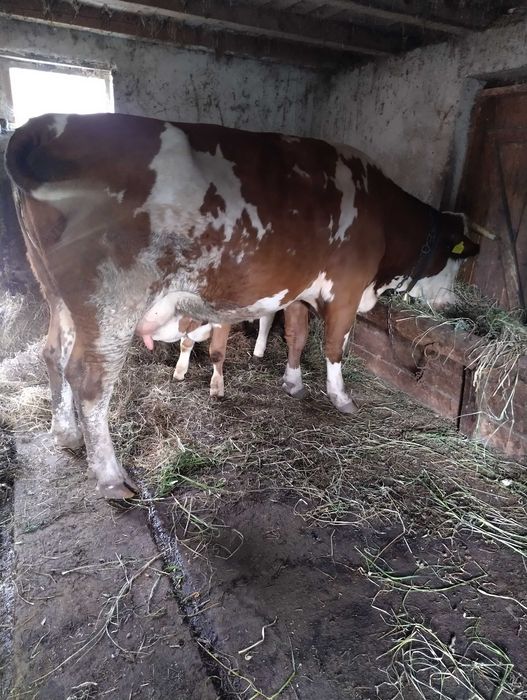 Vaca baltata romaneasca
