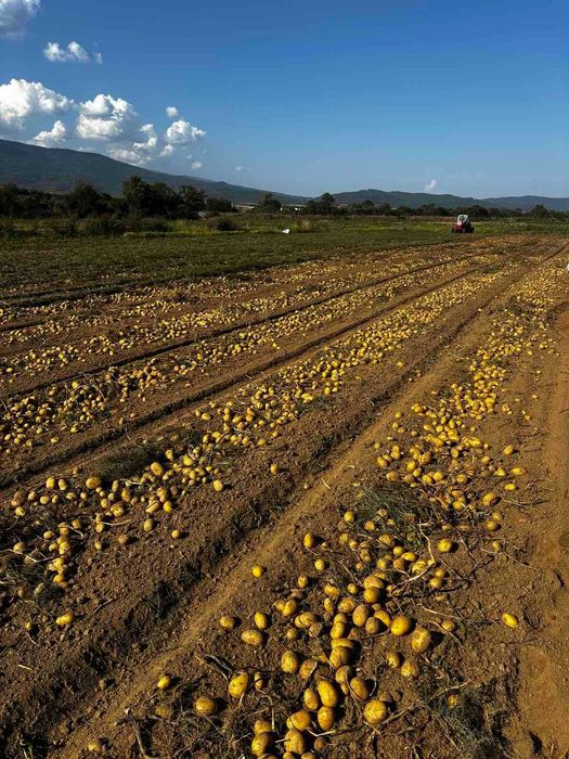 Семена картофи сорт Сорая