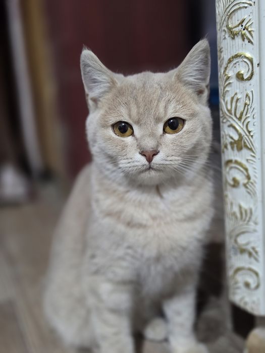 Продам шотландского котёнка