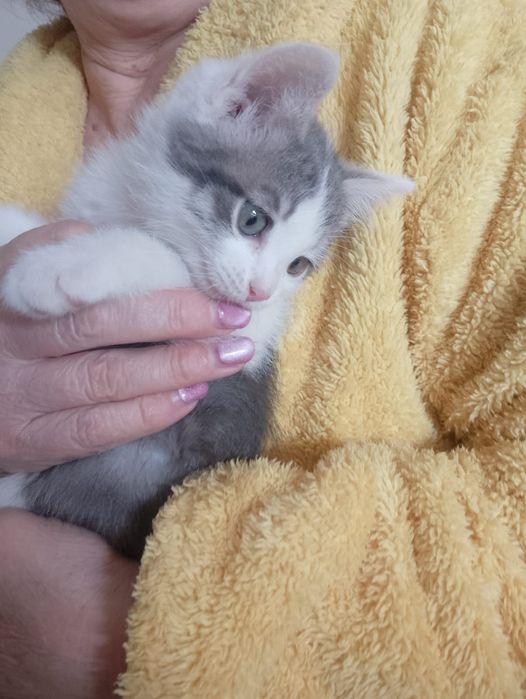 Котята в добрые руки.