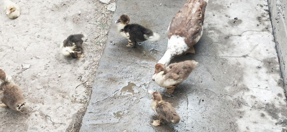 Срочно. Продам Индаутка