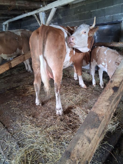 Vaca baltata de vânzare