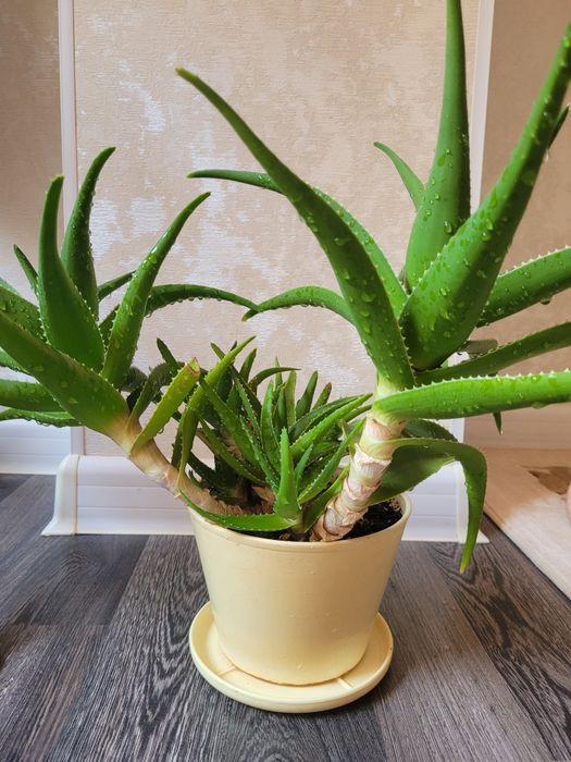 Продам алоэ лечебный 10летний