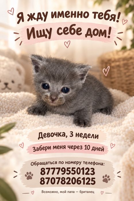 Котенок ищет родителей!!!
