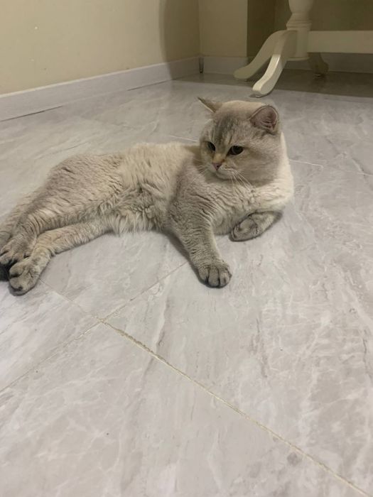 Британский шиншилла кот, здоровый и ухоженный