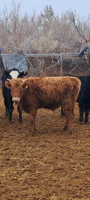 Баспақтар сатылады