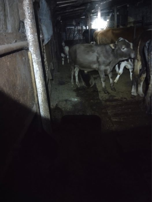 Продаються коровы