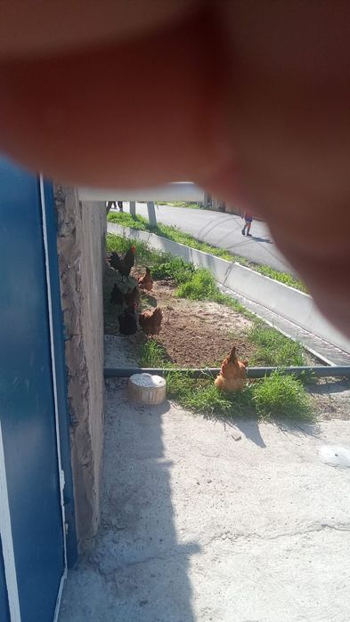 Тауыктары сатылады 17шт