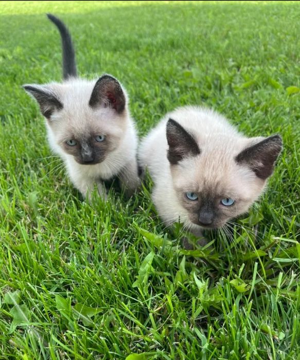 Сиамские котята, 1,5 месяца