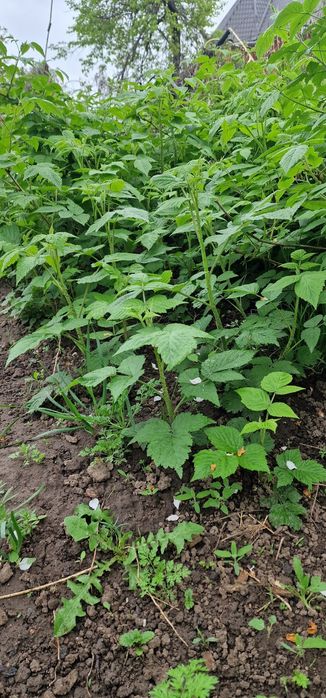 Саженцы малины ремотантной