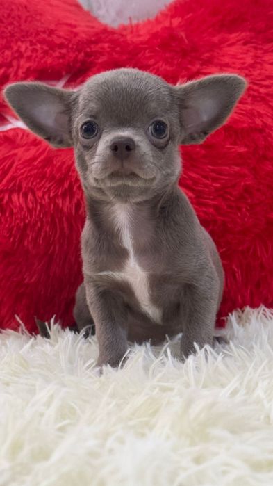 Чихуахуа девочка лиловая