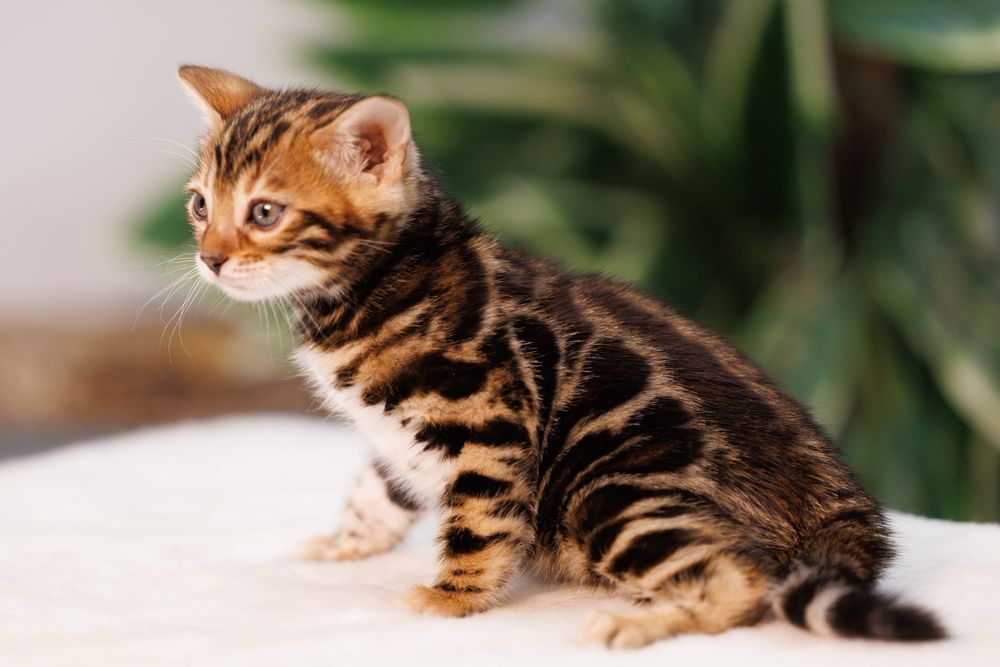 Бенгальские кошки